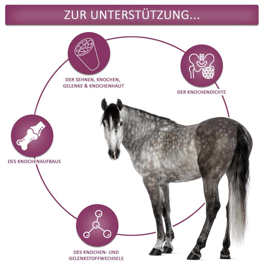 EquiMove bones