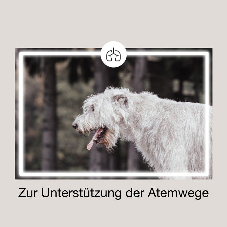 CaniMove bronchial Mini